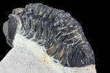 Bargain, Austerops Trilobite - Ofaten, Morocco #106036-2